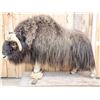 Image 1 : Arctic Musk Ox Full Body Taxidermy Mount