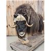 Image 2 : Arctic Musk Ox Full Body Taxidermy Mount
