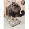 Image 3 : Arctic Musk Ox Full Body Taxidermy Mount