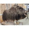 Image 4 : Arctic Musk Ox Full Body Taxidermy Mount