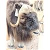 Image 7 : Arctic Musk Ox Full Body Taxidermy Mount