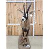 Image 1 : African Roan Antelope Full Body Taxidermy Mount