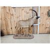 Image 5 : African Roan Antelope Full Body Taxidermy Mount