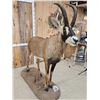 Image 6 : African Roan Antelope Full Body Taxidermy Mount