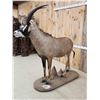 Image 7 : African Roan Antelope Full Body Taxidermy Mount