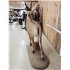 Image 8 : African Roan Antelope Full Body Taxidermy Mount