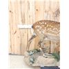 Image 2 : Sika Deer Full Body Taxidermy Mount