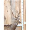 Image 3 : Sika Deer Full Body Taxidermy Mount