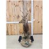 Image 4 : Sika Deer Full Body Taxidermy Mount