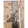 Image 5 : Sika Deer Full Body Taxidermy Mount