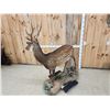 Image 6 : Sika Deer Full Body Taxidermy Mount