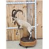 Image 1 : Ibex Full Body Taxidermy Mount