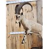 Image 2 : Ibex Full Body Taxidermy Mount