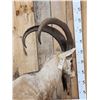 Image 4 : Ibex Full Body Taxidermy Mount