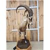 Image 5 : Ibex Full Body Taxidermy Mount