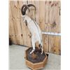 Image 6 : Ibex Full Body Taxidermy Mount