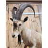Image 7 : Ibex Full Body Taxidermy Mount