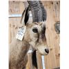 Image 8 : Ibex Full Body Taxidermy Mount