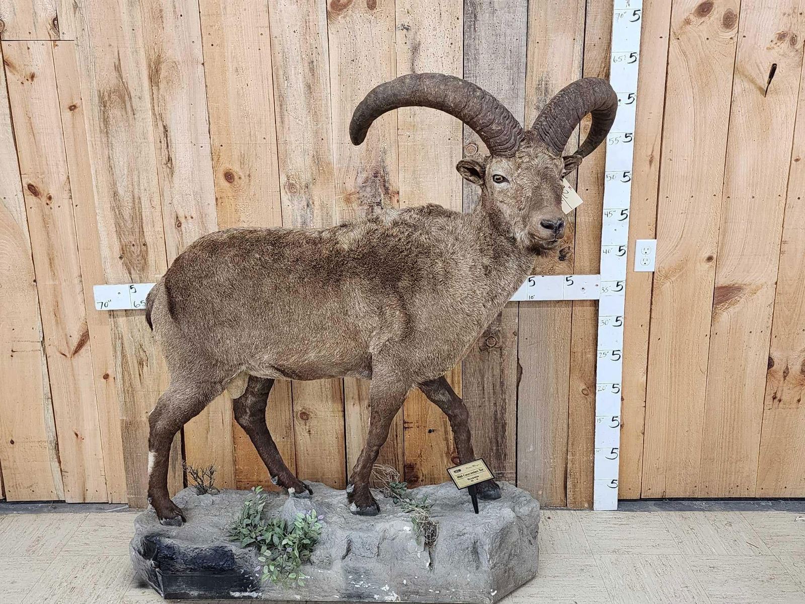 Russian Mid Caucasian Tur Full Body Taxidermy Mount