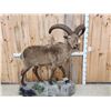 Image 1 : Russian Mid Caucasian Tur Full Body Taxidermy Mount