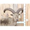 Image 2 : Russian Mid Caucasian Tur Full Body Taxidermy Mount