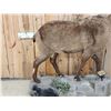 Image 3 : Russian Mid Caucasian Tur Full Body Taxidermy Mount