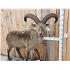 Image 5 : Russian Mid Caucasian Tur Full Body Taxidermy Mount