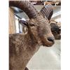 Image 8 : Russian Mid Caucasian Tur Full Body Taxidermy Mount