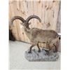 Image 9 : Russian Mid Caucasian Tur Full Body Taxidermy Mount