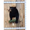 Image 1 : Black Bear Half Body Taxidermy Mount