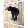 Image 2 : Black Bear Half Body Taxidermy Mount