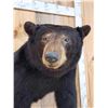 Image 3 : Black Bear Half Body Taxidermy Mount