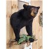 Image 4 : Black Bear Half Body Taxidermy Mount