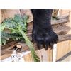 Image 5 : Black Bear Half Body Taxidermy Mount