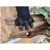 Image 6 : Black Bear Half Body Taxidermy Mount