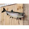 Image 2 : 38" King Salmon Real Skin Fish Taxidermy