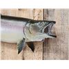 Image 3 : 38" King Salmon Real Skin Fish Taxidermy