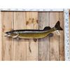 Image 1 : 38" Northern Pike Real Skin Fish Taxidermy