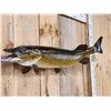 Image 2 : 38" Northern Pike Real Skin Fish Taxidermy