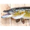 Image 3 : 38" Northern Pike Real Skin Fish Taxidermy