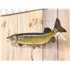 Image 4 : 38" Northern Pike Real Skin Fish Taxidermy