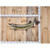 Image 1 : 51" Muskie Real Skin Fish Taxidermy