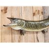Image 2 : 51" Muskie Real Skin Fish Taxidermy