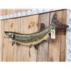 Image 3 : 51" Muskie Real Skin Fish Taxidermy