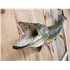 Image 4 : 51" Muskie Real Skin Fish Taxidermy