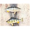 Image 2 : 3 Yellow Perch Real Skin Fish Taxidermy