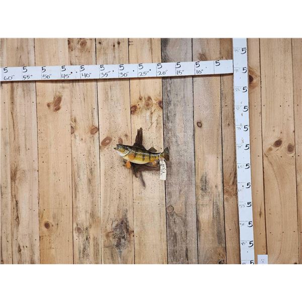 15" Perch Real Skin Fish Taxidermy