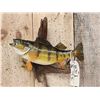 Image 2 : 15" Perch Real Skin Fish Taxidermy