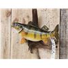 Image 3 : 15" Perch Real Skin Fish Taxidermy