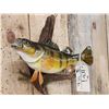 Image 4 : 15" Perch Real Skin Fish Taxidermy